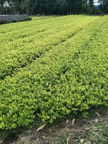 别墅园林景观设计中北方景观植物